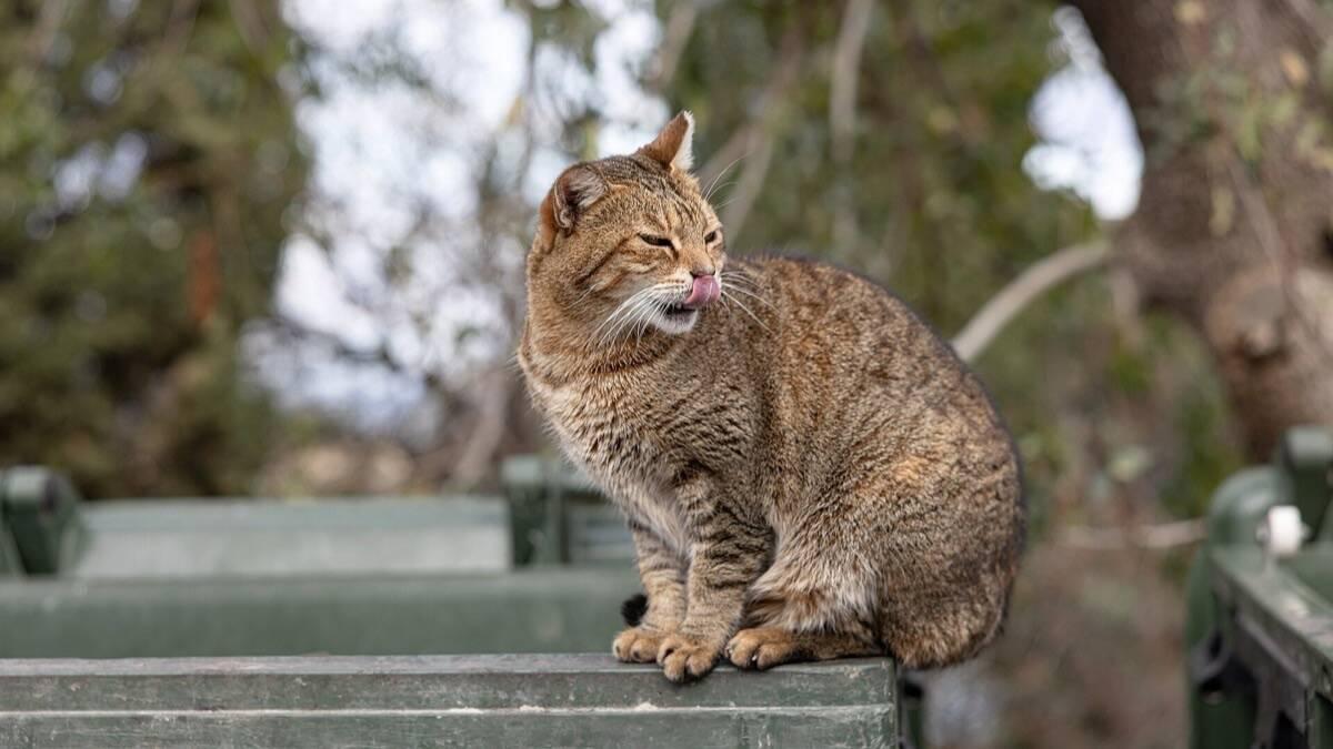 Chat tigré assis sur un conteneur à ordures, à Lindos, sur l'île grecque de Rhodes