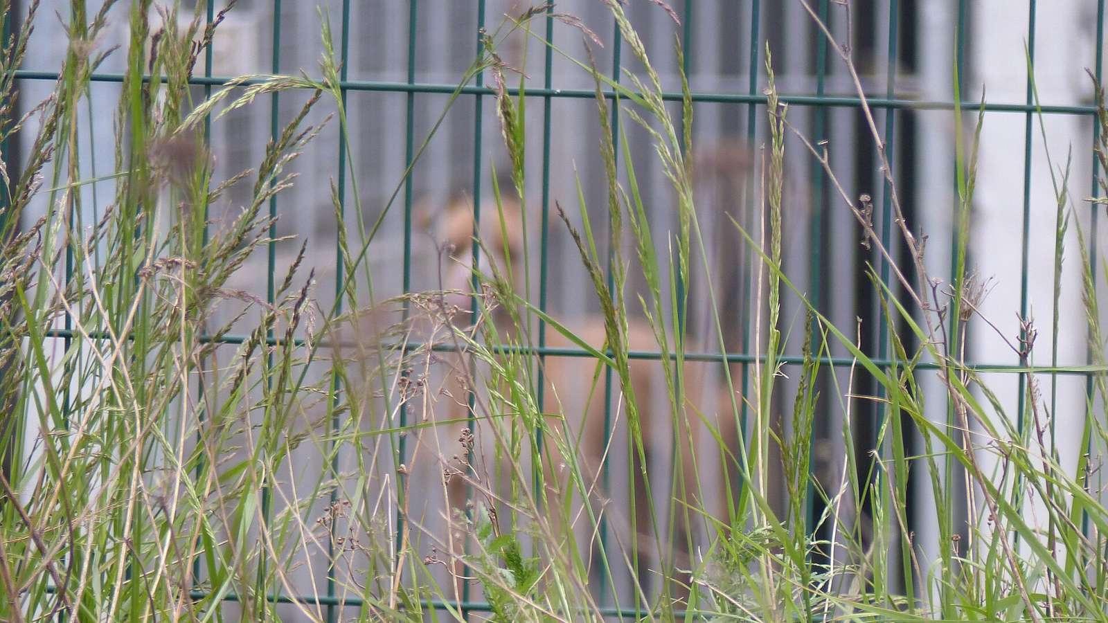 Fourrière animale du Val-d'Oise, à Bruyères-sur-Oise