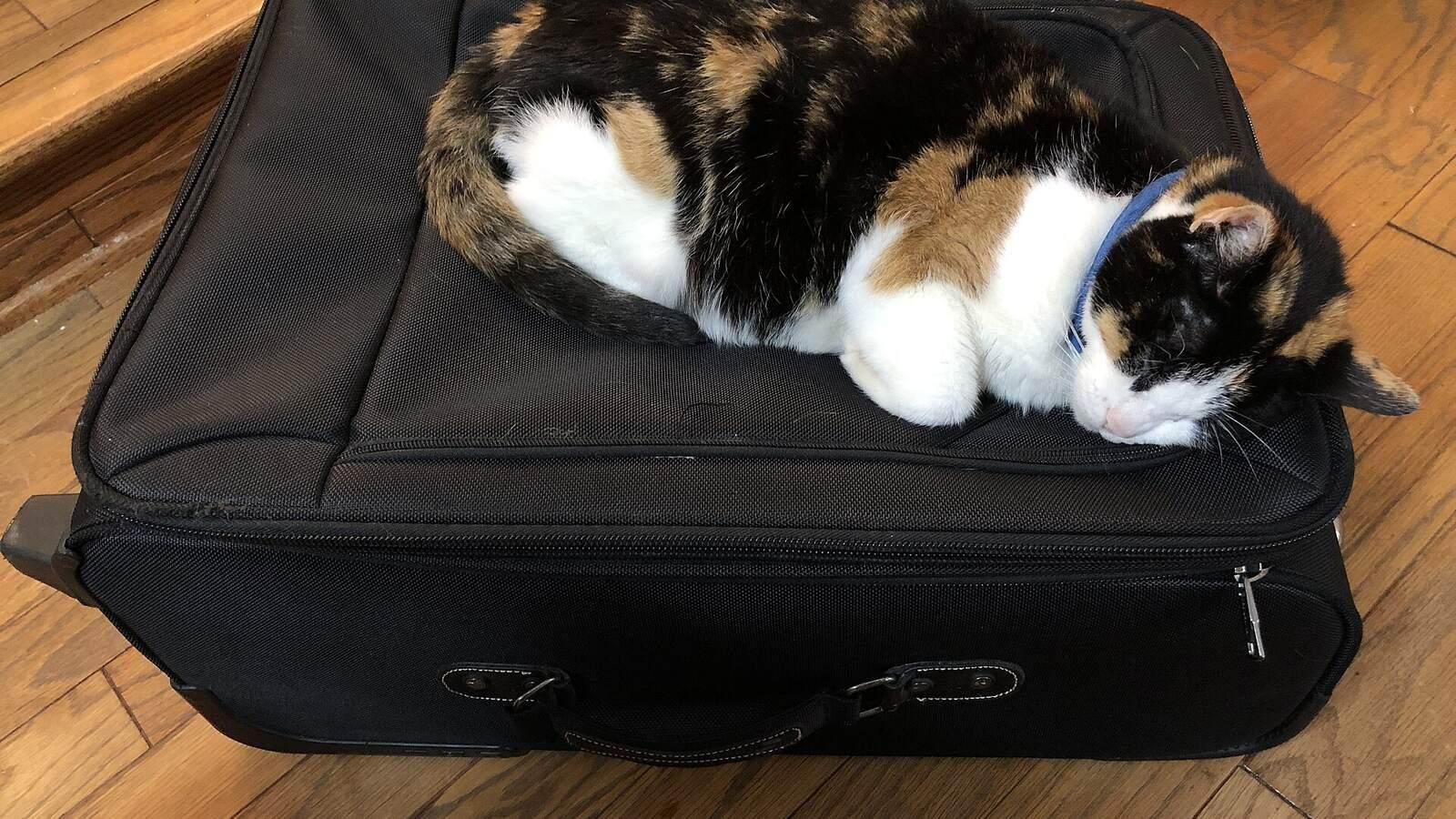 Chat tricolore endormi sur une valise noire posée sur un parquet