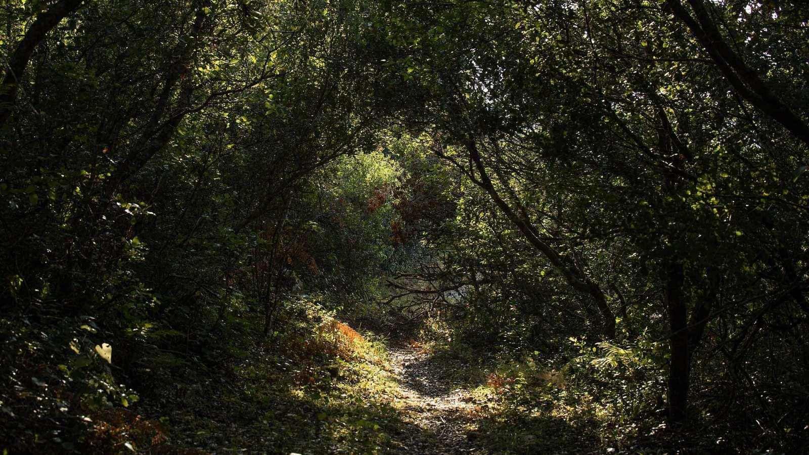 Sentier de terre traversant une forêt de la Serra de Montejunto, au Portugal, photographié en juillet 2026