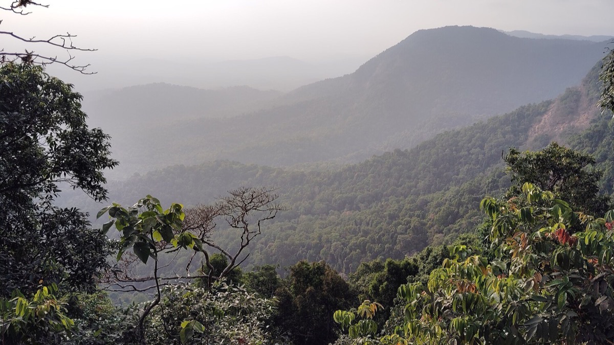 Lisière d'une forêt tropicale luxuriante bordant une terre sèche et pelée, avec des écorces d'orange éparpillées sur le sol.