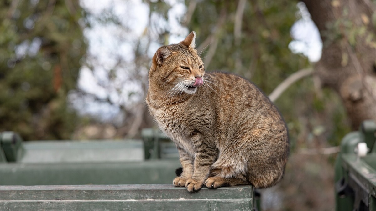 Chats errants au soleil sur une terrasse en pierre blanche d'un village d'une île grecque, gamelles et mer bleue en arrière-plan